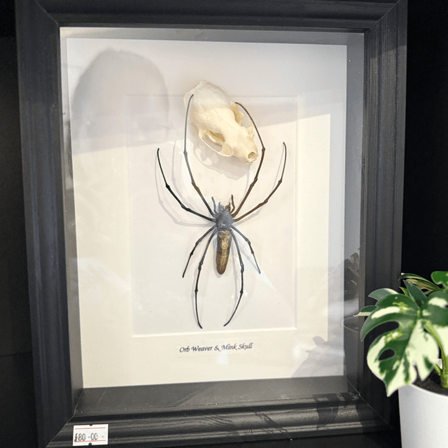 Orb Weaver