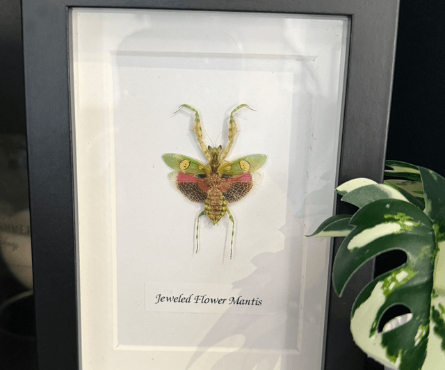 Jeweled Flower Mantis