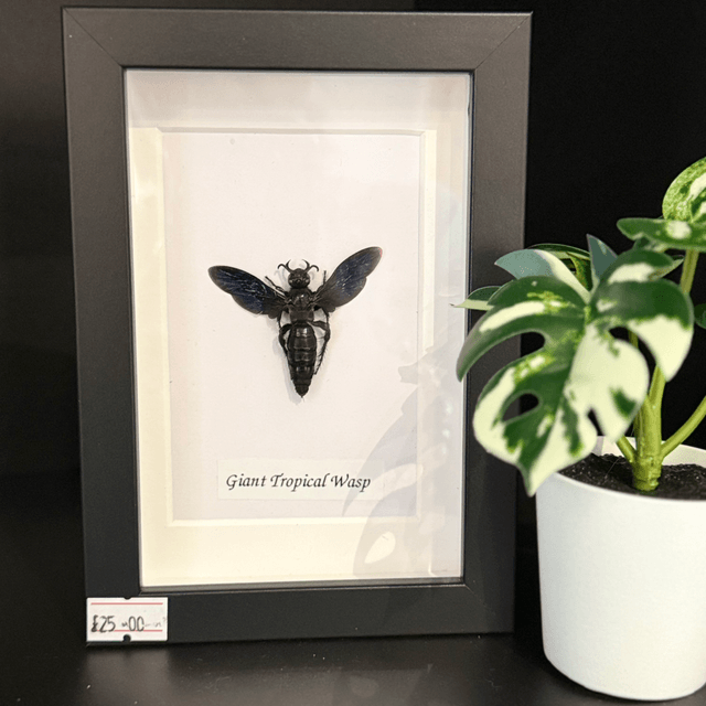 Giant Tropical Wasp