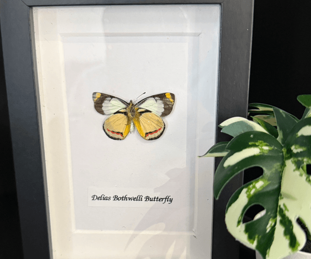Delias Bothwelli Butterfly
