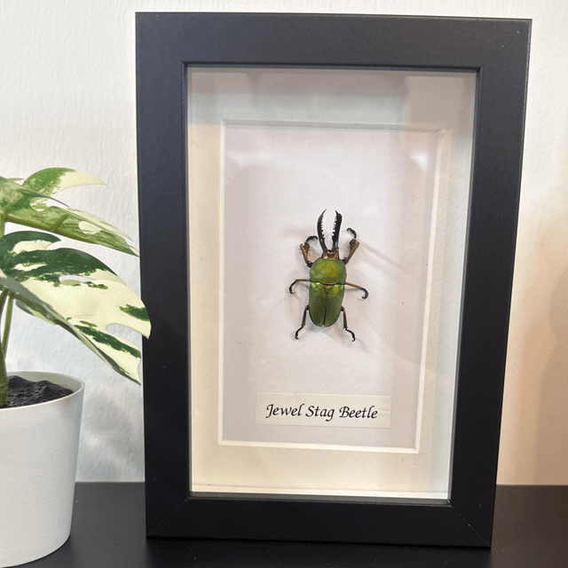Jewel Stag Beetle