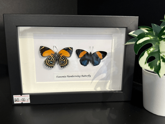 Eunomia Numberwing Butterfly