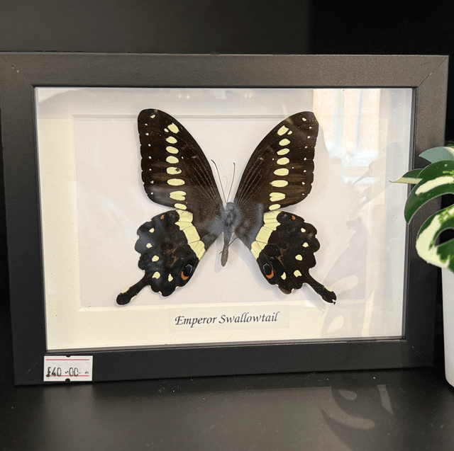 Swallowtail