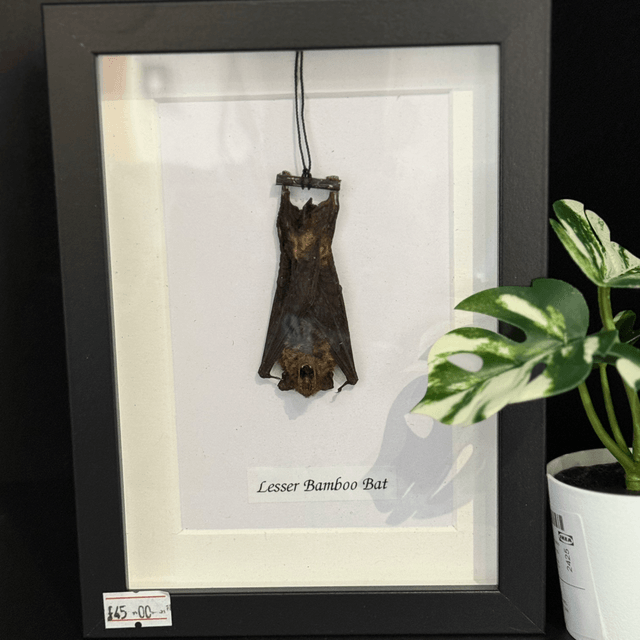 Lesser Bamboo Bat