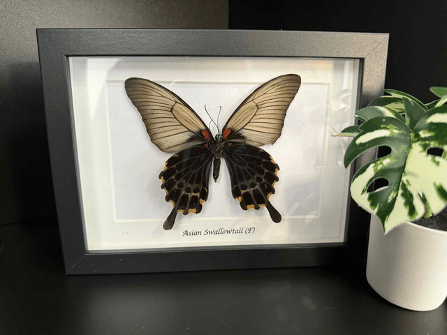 Asian Swallowtail