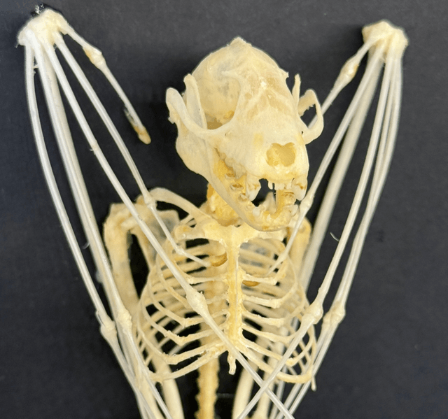 Shortnose Fruit Bat Skellington 
