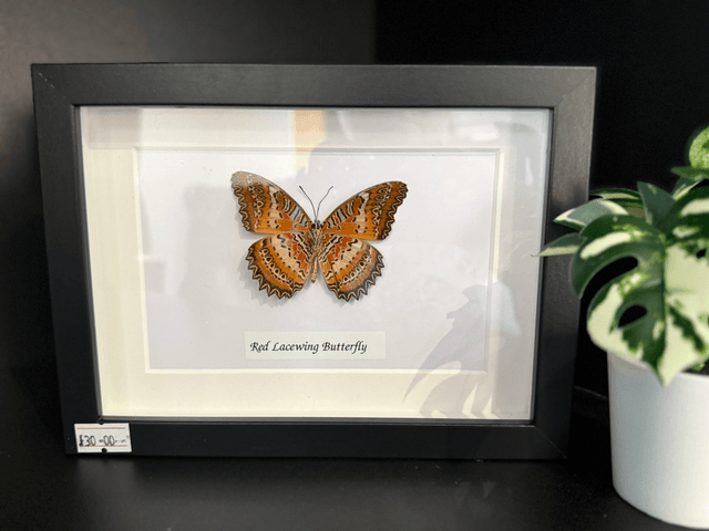 Red Lacewing Butterfly