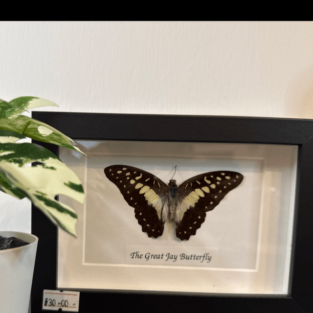 The great Jay Butterfly 