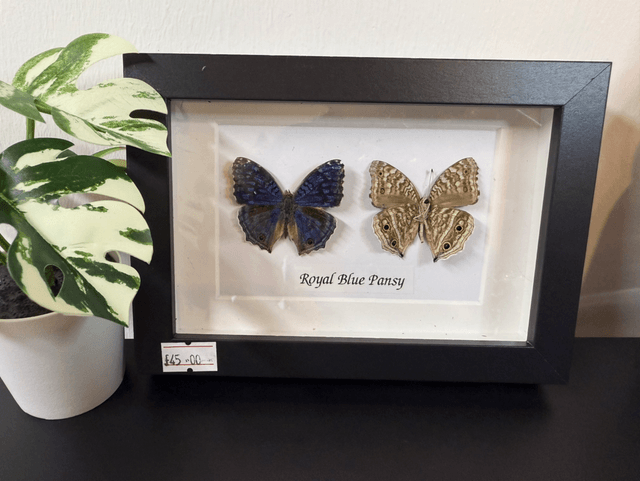 Royal Blue Pansy