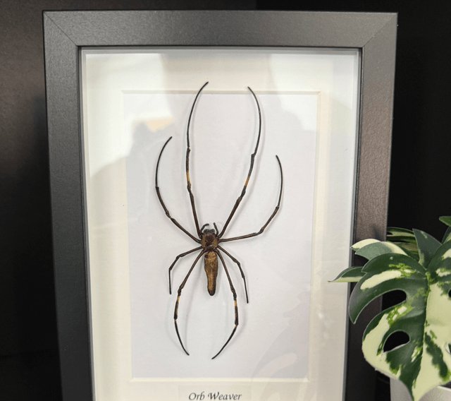 Orb Weaver