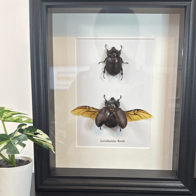 Scarabaeidar beetle 