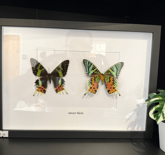 Sunset Moth