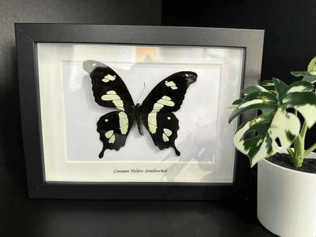 Swallowtail