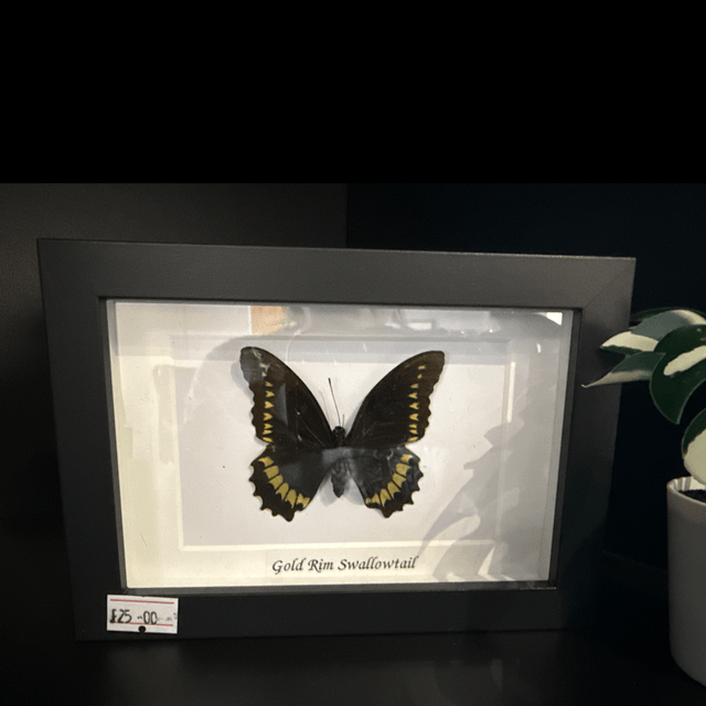 Gold Rim Swallowtail