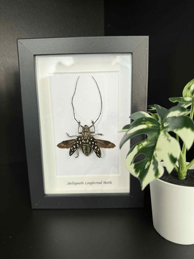 Stellognatha Longhorned Beetle