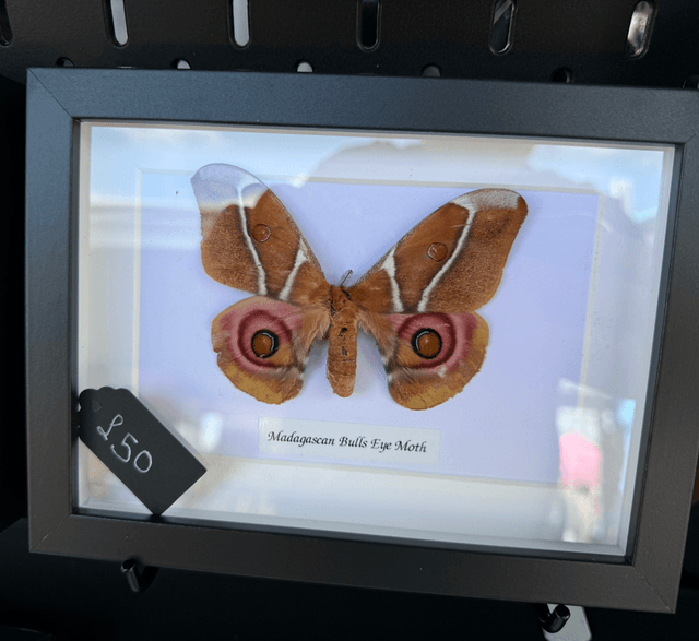 Bulls Eye Moth