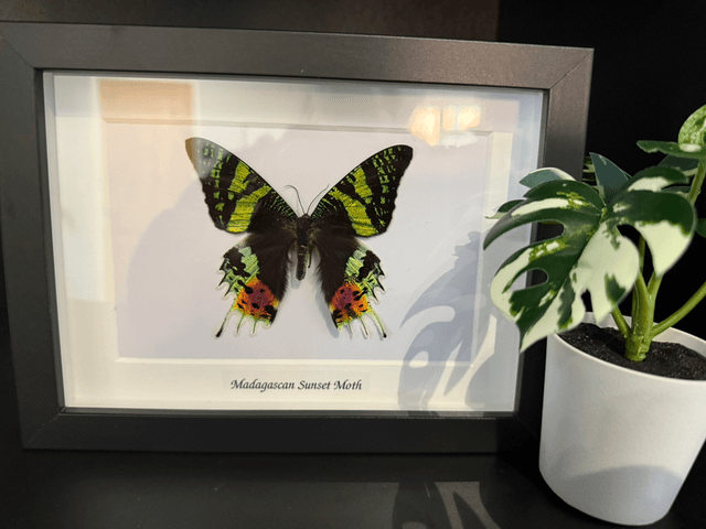 Sunset Moth
