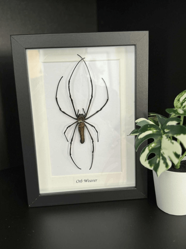 Orb Weaver