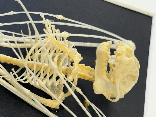 Shortnose Fruit Bat Skellington 