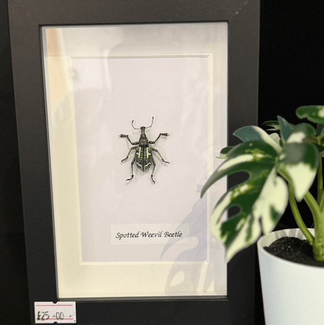Spotted Weevil Beetle