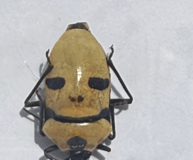 Death's Head Bug