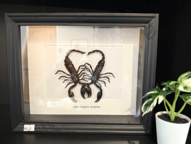 Emperor Scorpion