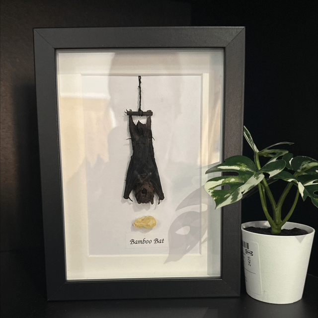 Lesser Bamboo Bat