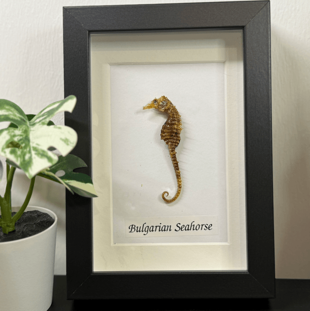 Bulgarian seahorse 