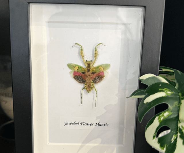 Jeweled Flower Mantis