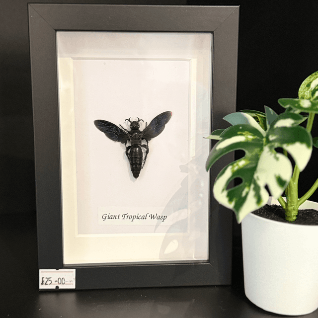 Giant Tropical Wasp