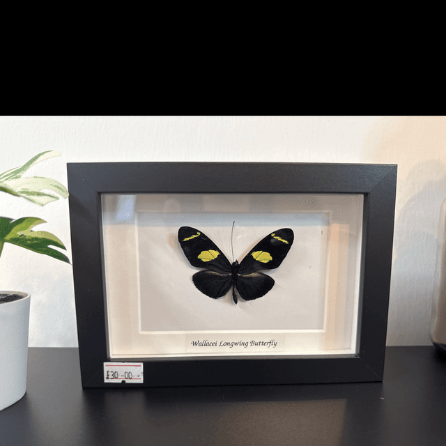 Wallacei Longwing Butterfly