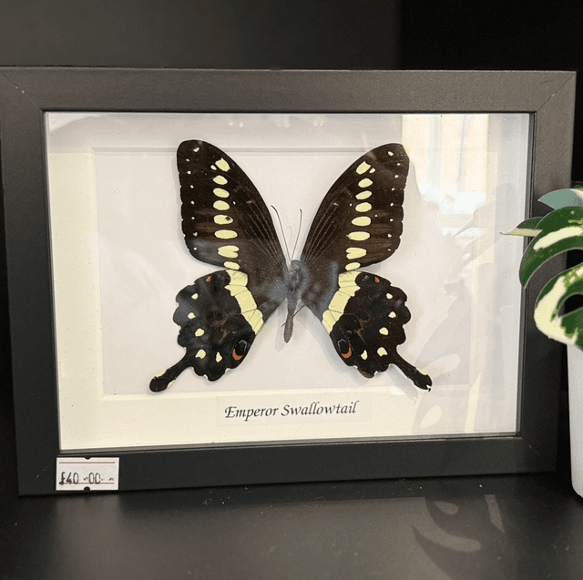 Swallowtail