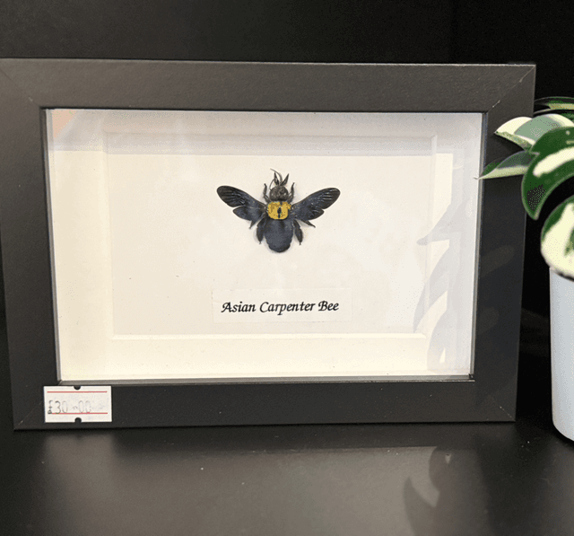 Asian Carpenter Bee