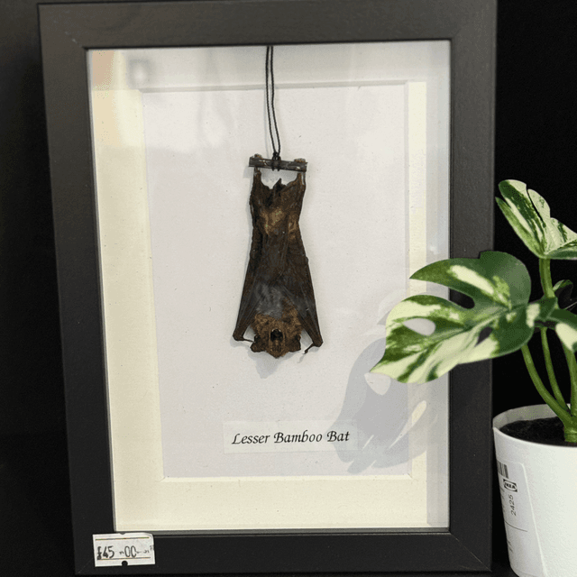 Lesser Bamboo Bat