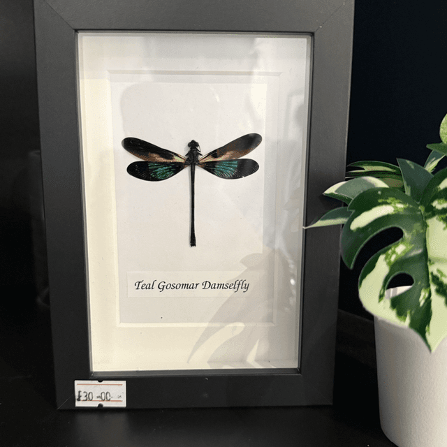Teal Gosomar Damselfly