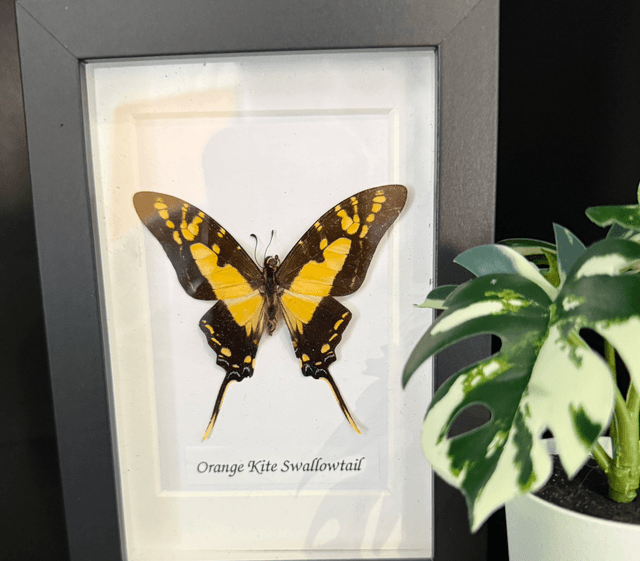 Orange Kite Swallowtail