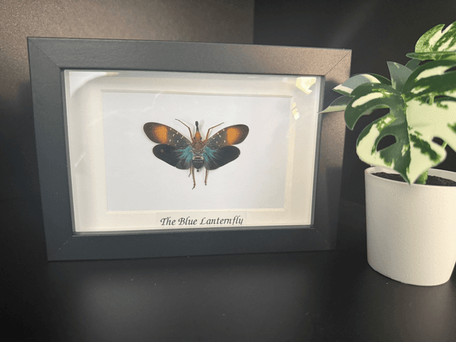Blue Lanternfly