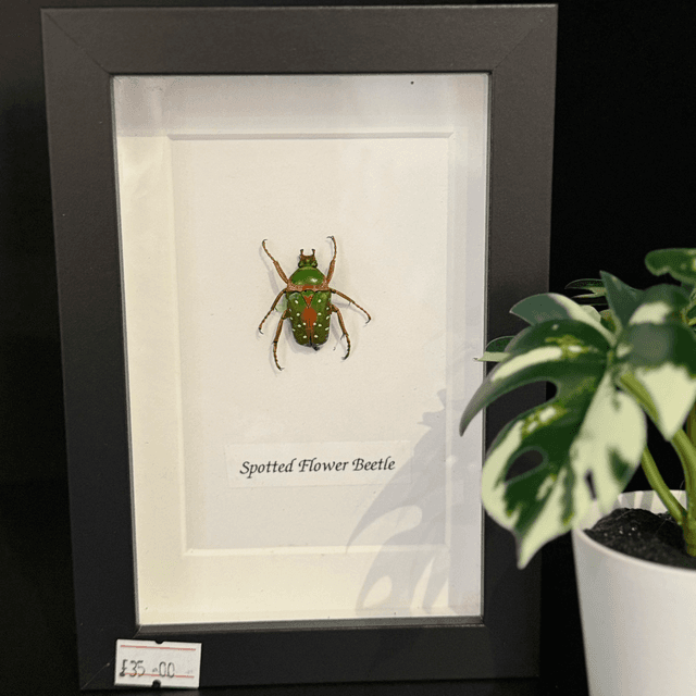Spotted Flower Beetle