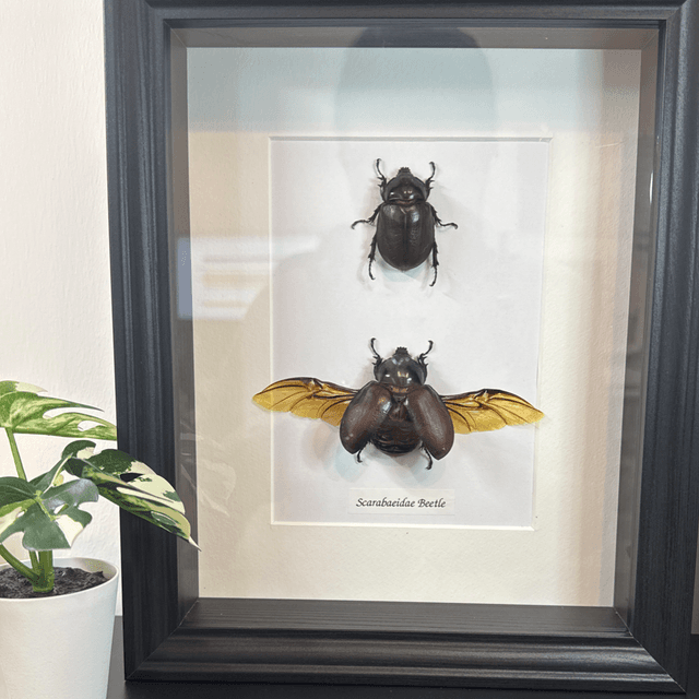 Scarabaeidar beetle 
