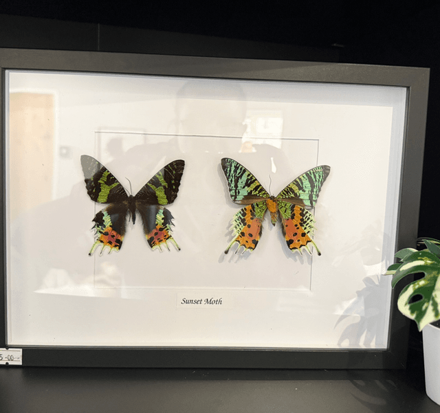 Sunset Moth