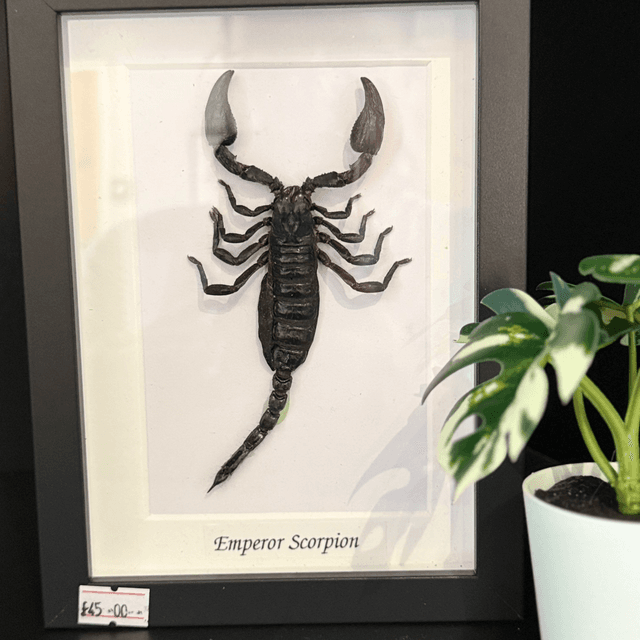 Emperor Scorpion