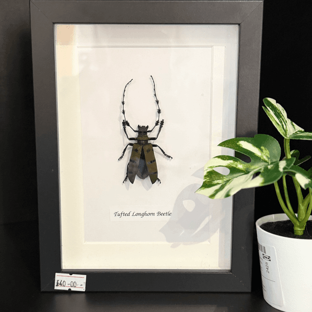 Tufted Longhorn Beetle