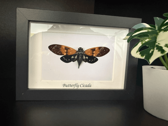 Butterfly Cicada 