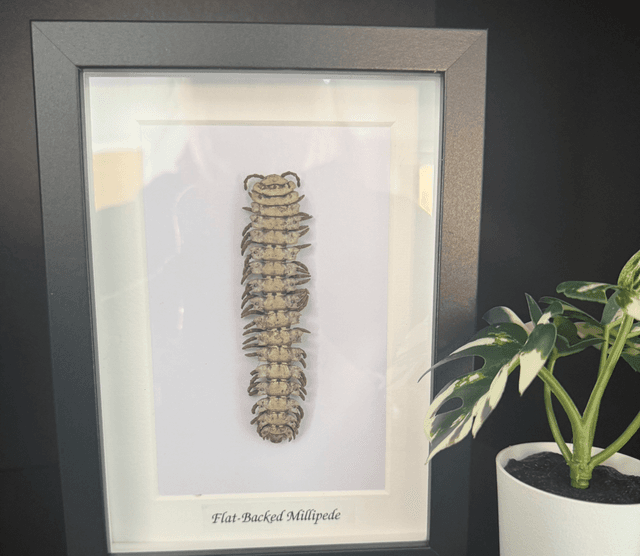 Flat backed millipede med 
